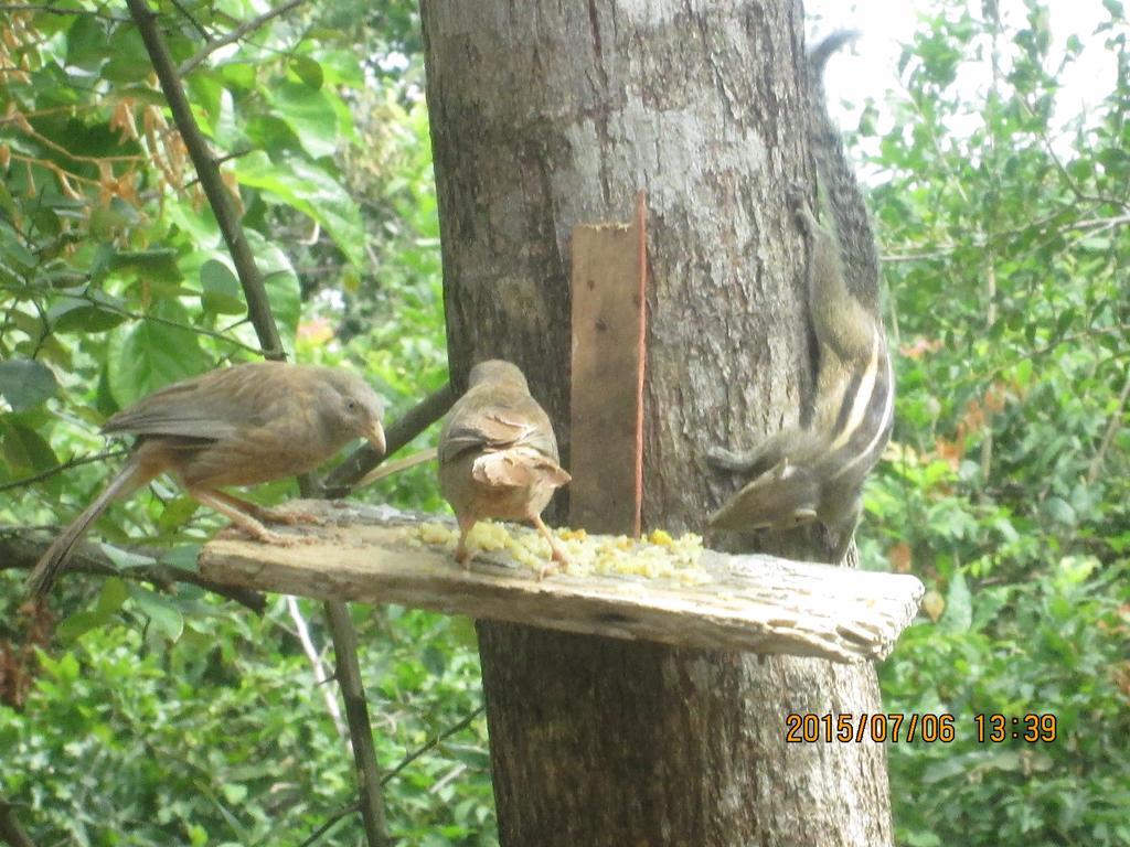 Sigiriya River Side Resort エクステリア 写真
